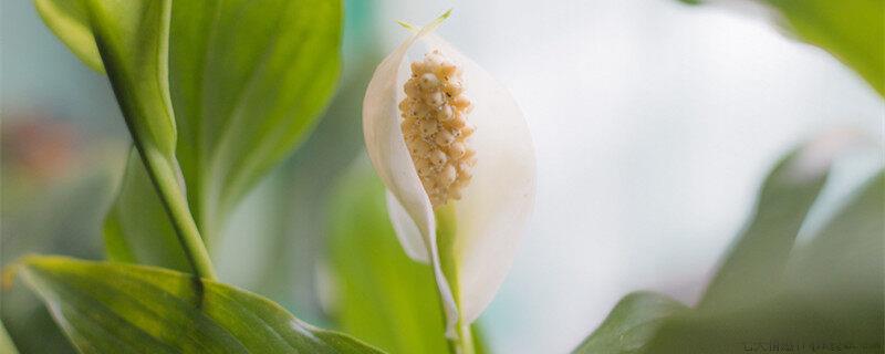 白掌喜阴还是喜阳