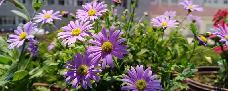 紫色姬小菊花语