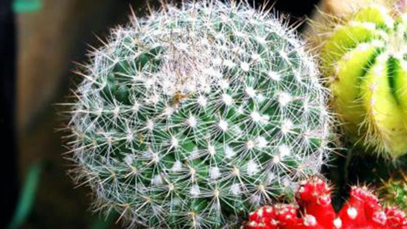 仙人球花可以吃吗