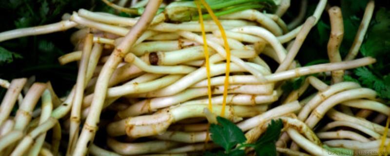 折耳根怎么种植