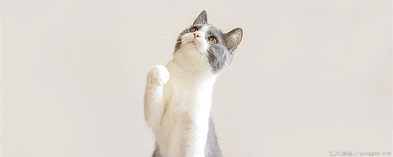 猫有九条命是真的吗