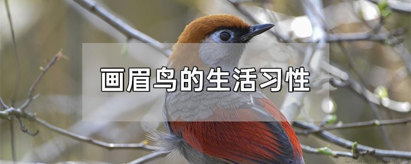 画眉鸟的生活习性
