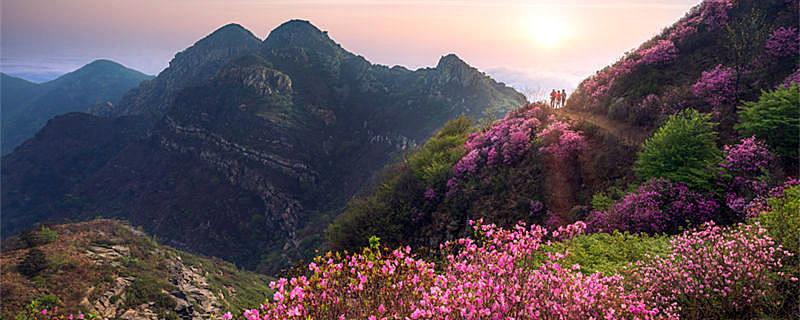朝鲜的国花是什么