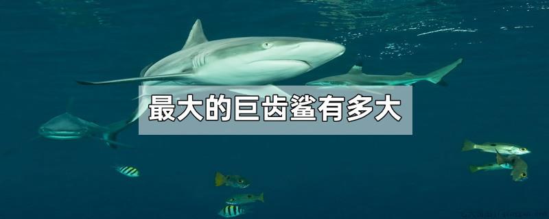 最大的巨齿鲨有多大