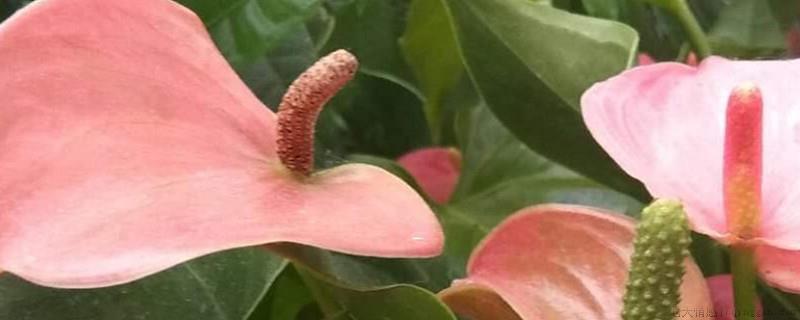红掌全部枯萎还能活吗