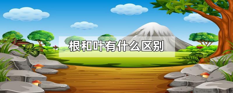 根和叶有什么区别