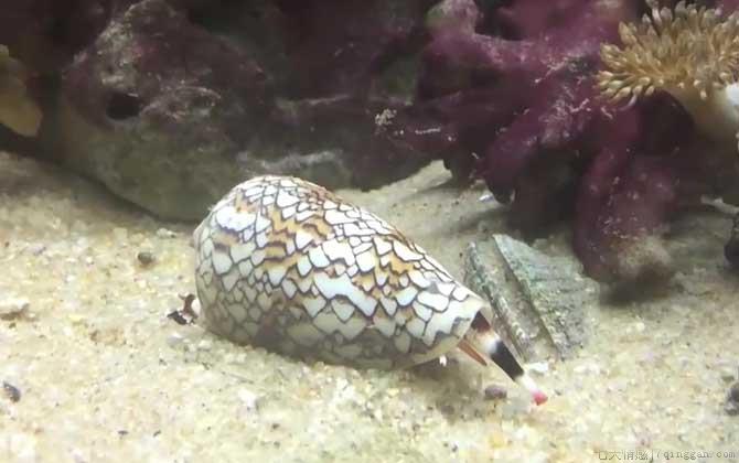 鸡心螺是什么螺