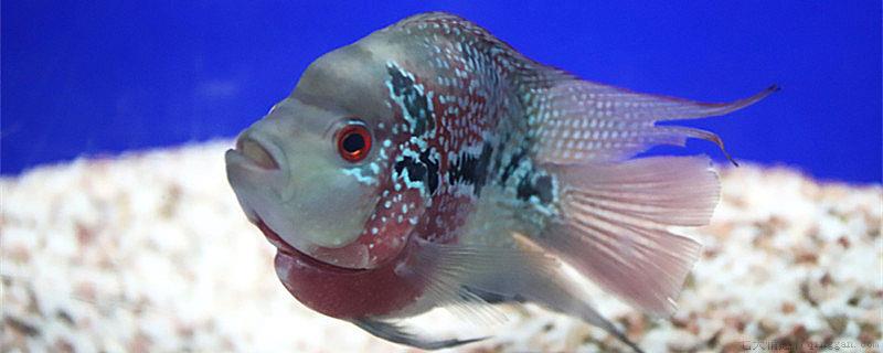 鱼睡着了会被淹死吗
