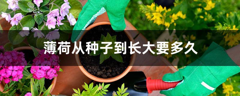 薄荷从种子到长大要多久