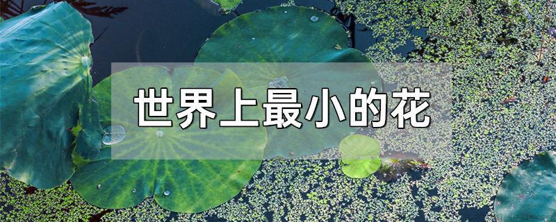 世界上最小的花
