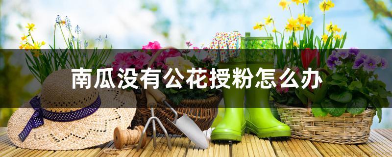 南瓜没有公花授粉怎么办