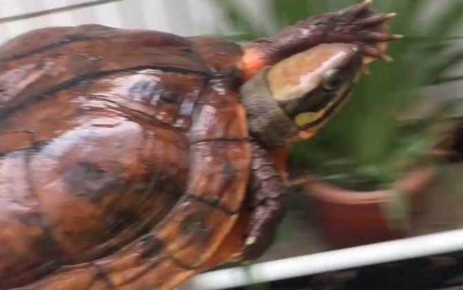金钱龟好养吗