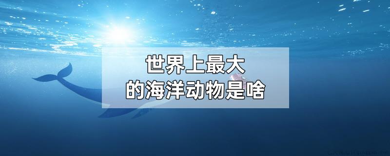 世界上最大的海洋动物是啥