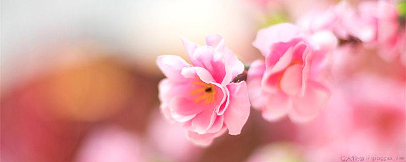 桃花劫是什么意思