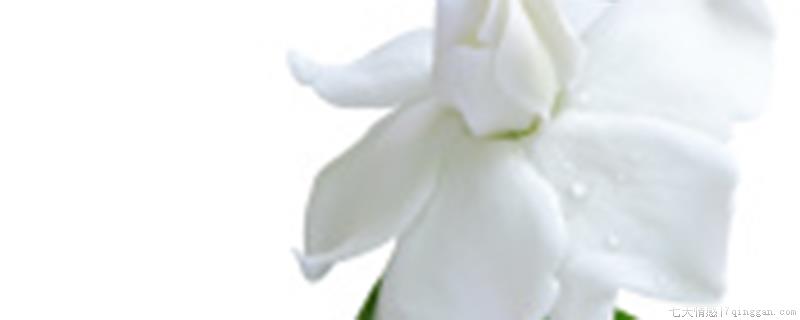栀子花可以养在室内吗