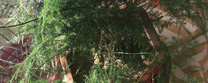 文竹有没有种子