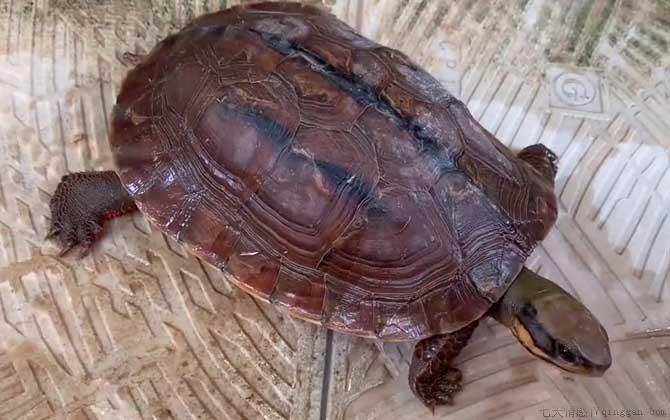 金钱龟是什么动物