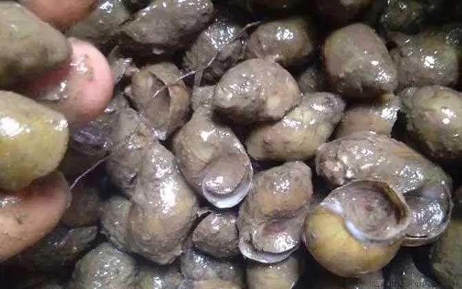 黄螺是什么螺