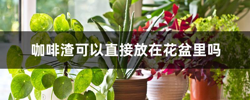 咖啡渣可以直接放在花盆里吗