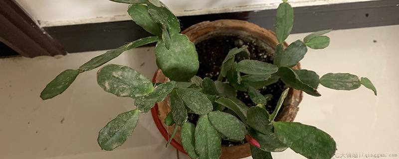 蟹爪兰掉花苞的原因