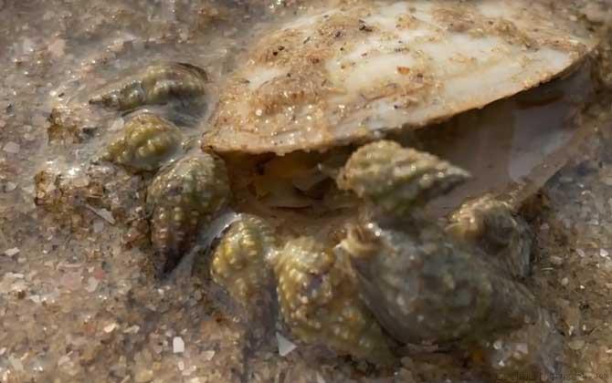 海丝螺是什么螺