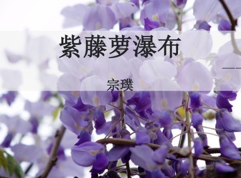 《紫藤萝瀑布》写作背景是什么