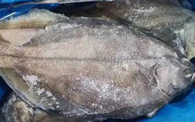 偏口鱼是什么鱼