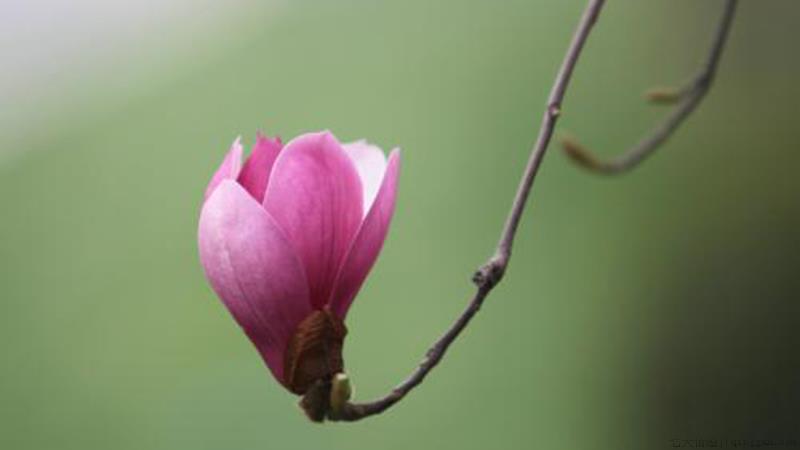 木兰花怎么养