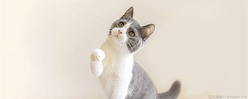 夏天猫怎么散热