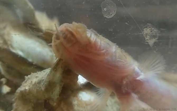 须鳗虾虎鱼是什么鱼