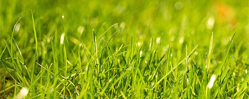 地球之肝指的是什么