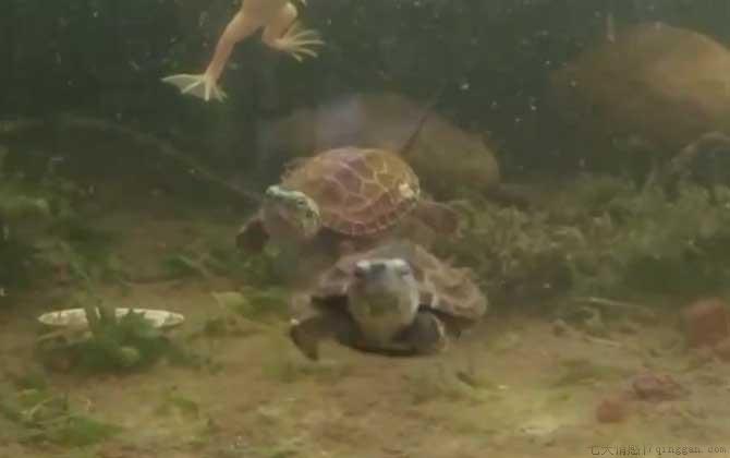 中华草龟是保护动物吗
