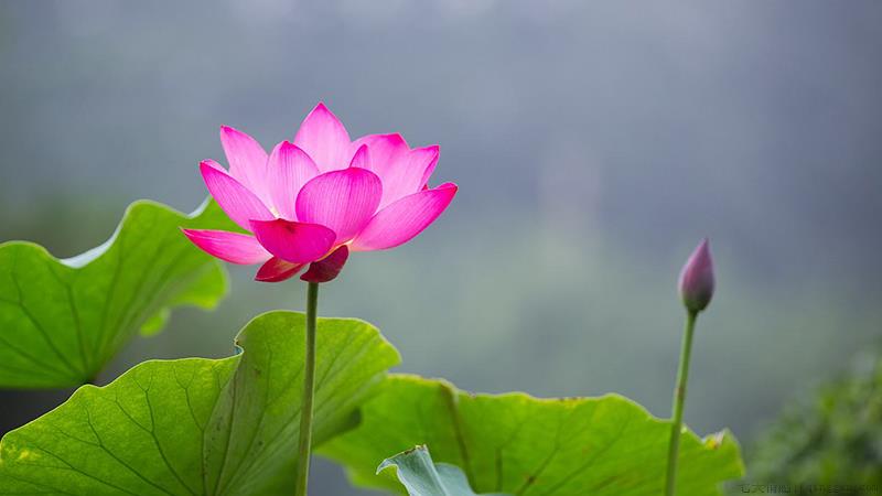 莲花的养殖方法和注意事项