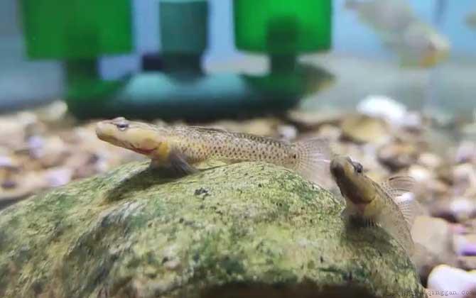 虾虎鱼是什么鱼