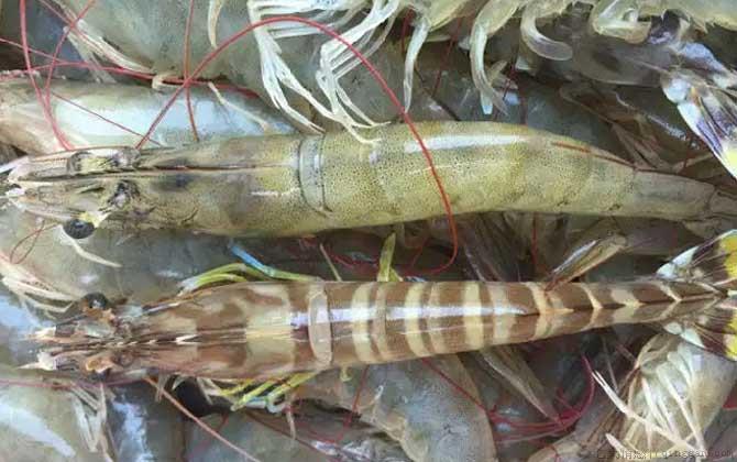 虾类依靠什么呼吸