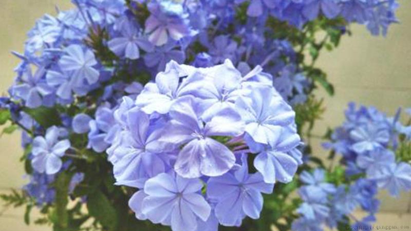 蓝雪花有毒吗