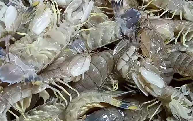 皮皮虾蒸几分钟最好