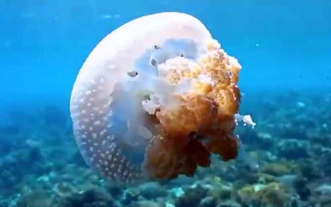 水母能吃吗