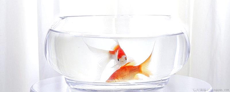 自来水晒多久可以养鱼