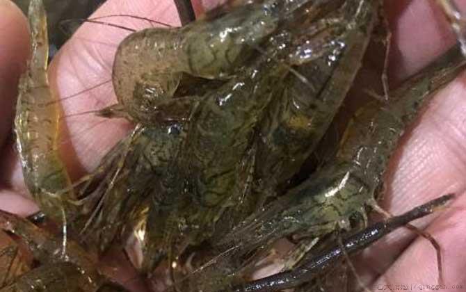 河虾是什么动物