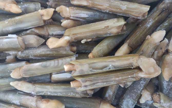 蛏子价格多少钱一斤