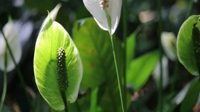 白鹤芋怎么养