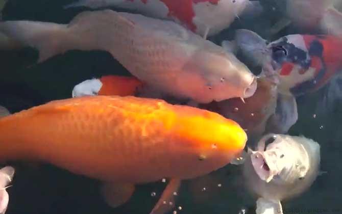 锦鲤鱼怎么养长得快