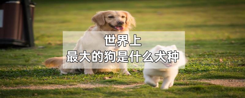 世界上最大的狗是什么犬种