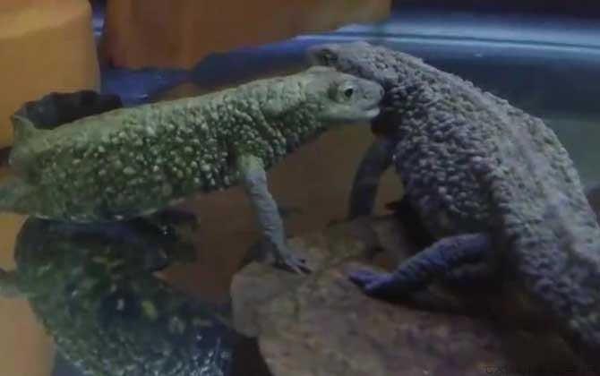 瘰螈是什么动物