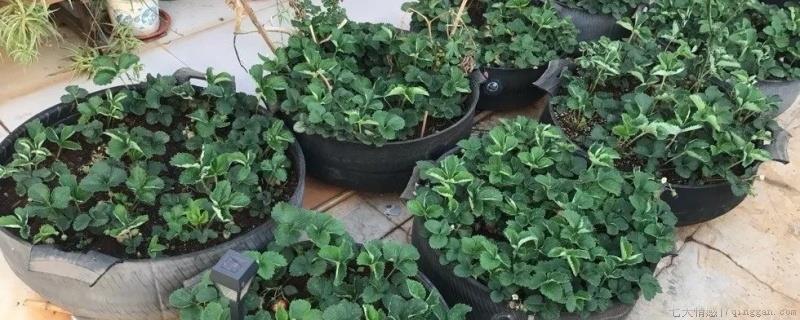 植物缺氮磷钾的症状口诀