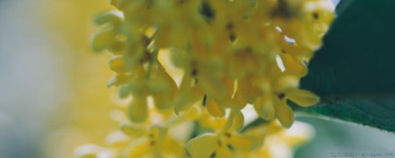 桂花树栽好后怎么浇水