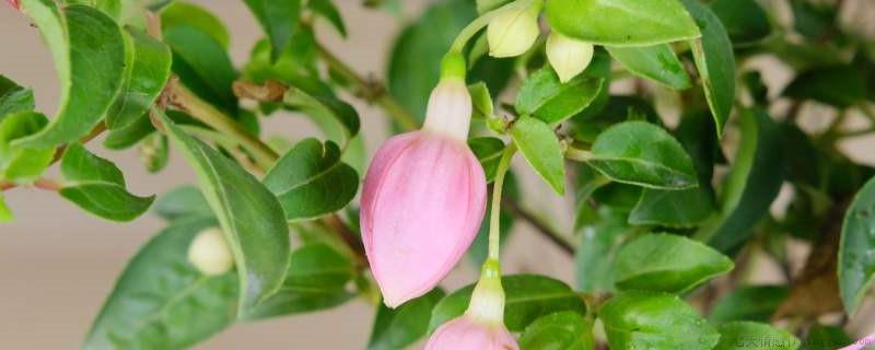 花蔫了是缺水还是水大