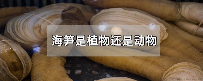 海笋是植物还是动物