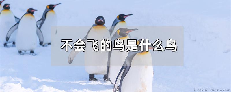 不会飞的鸟是什么鸟